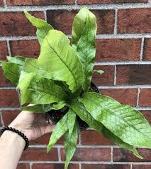 Fleuriste Montreal Le Jardin De Mathilde Fleuriste Montreal Le Jardin De Mathilde In 2020 Plant Leaves Plants Leaves