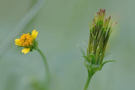 Image result for Bidens flagellata
