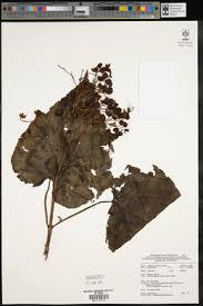 Image result for Clerodendrum lutambense