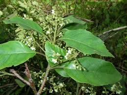 Image result for Maesa lanceolata