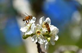The National Association Of Conservation Districts Nacd Has Proclaimed April 26 May 3 2020 As Soil And Water Conservation Pollinators Poster Conservation