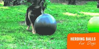 Made of jollyflex material, this jolly pets 8 soccer ball can be punctured and will not deflate. 10 Best Herding Balls For Dogs Reviews Materials Durability Sizes