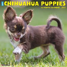 Raising a chihuahua puppy inside your home is an exciting and memorable time that you're certain to never forget. Just Chihuahua Puppies 2021 Wall Calendar Dog Breed Calendar Willow Creek Press 9781549211188 Amazon Com Books