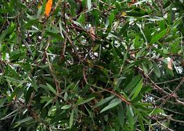Image result for Melaleuca leucadendron