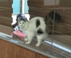 Find cats and kittens for sale, near you and across australia. Kerala Kerala Couple Forced To Part With Their Pet Cat At Cochin International Airport
