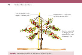Unlike allotments, there is no way to protect herbs. Green Books On Twitter If Your Fruit Trees Are Carrying Heavy Branches Support The Tree With A Central Stake Known As Maypoling See Page 96 From Our Fruit Tree Handbook By
