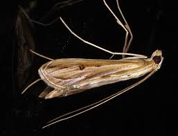 Image result for Euclasta