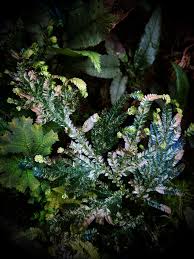 Image result for Selaginella eublepharis