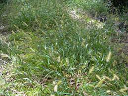 Image result for Setaria parviflora