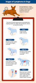 Lymphoma generally does not cause pain unless the lymph node swelling is severe or the cancer is invading into. Lymphoma In Dogs Canna Pet