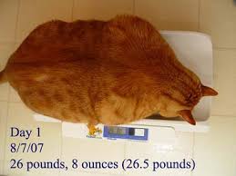 Cat growth chart and the growth of cats. Feline Obesity An Epidemic Of Fat Cats