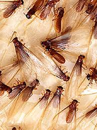 Learning how big termites are can help you in proper identification of these insects. Do Termites Have Wings Termite Control Orkin