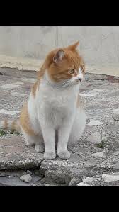 Meryem Adli Kullanicinin Kedi Cat 2 Panosundaki Pin Kedi