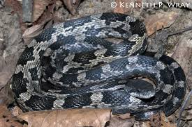 Black And Yellow Snake Georgia Poisonous Elaphe Obsoleta Obsoleta X Spiloides Black Ratsnake X Gray Ratsnake Pet Snake Rat Snake Snake