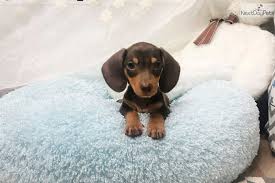 Our purpose is to find loving homes for our beloved fur babies. Molly Dachshund Puppy For Sale Near Atlanta Georgia E21bc99d Aab1