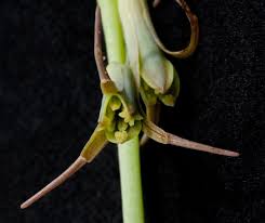 Image result for Dipcadi viride