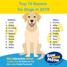 1000's of names are available, you're bound to find one you like. Bow Wow Pet Names Perfect Dog Name Or Cat Name For Your New Pet