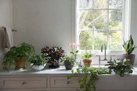 Piante Da Cucina Che Purificano L Aria piante da cucina che purificano l aria