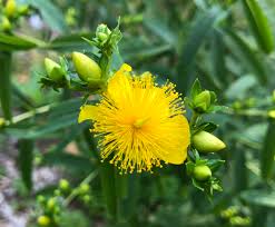 Image result for Hypericum