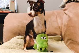 Five more counties join effort to give parts of oregon and california to idaho. The 10 Best Dog Toys According To Our Pups Reviews By Wirecutter