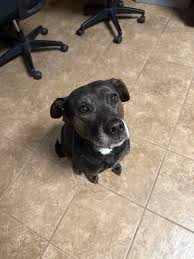 i just watched a black and brown dog run across the street of oakdale ave,  as i was pulling out of my driveway way I was too far away to get a