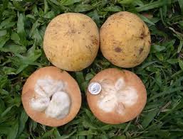 Resultado de imagen para Santol (Sandoricum koetjape