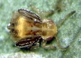 Image result for Ypsilopus liae