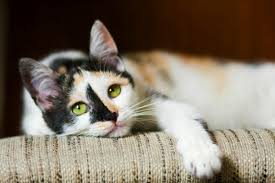 the top 20 mixed cat breeds in the world