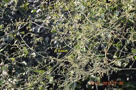 Image result for Ventilago