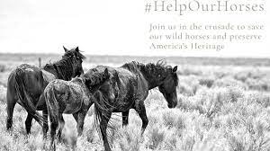 Petition Tell Secretary Zinke To Save Our Wild Horses Change Org