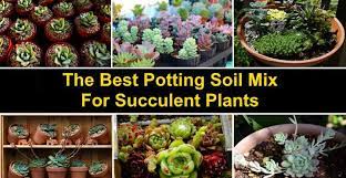 The roots need oxygen and a mix which is light, well aerated, drains well and is soilless helps to prevent. Succulent Soil The Best Potting Soil Mix For Succulent Plants