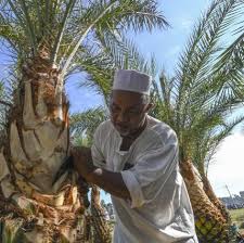 Jangan di tonton nanti menyesal. Ladang Pokok Kurma Di Kelantan Agrotech Malaysia Facebook