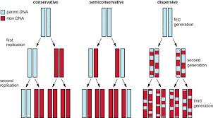 12 2 Dna Replication Microbiology Canadian Edition