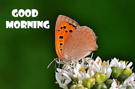 Good Morning Images Hd Good Morning Images Free Good Morning Images Good Morning Images Hd