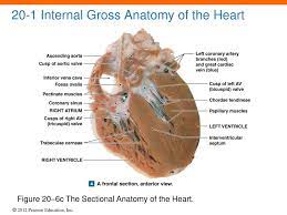 Ppt 20 The Heart Powerpoint Presentation Free Download Id 4051627
