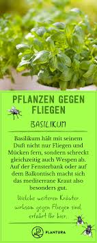Pflanzen Gegen Fliegen Basilikum Mit Seinem Starken Duft Halt Basilikum Nicht Nur Fliegen Und Mucken Sondern Gleichzeit Pflanzen Plagegeist Krauter Pflanzen