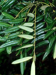 Image result for Simaroubaceae