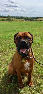 Bullmastiff Dog For Adoption In Chambersburg Pa Adn 566486 On Puppyfinder Com Gender Male Age Dog Adoption Bull Mastiff Dogs