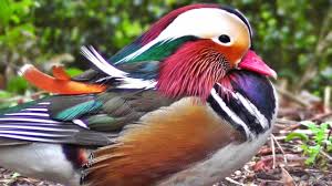We did not find results for: Mandarin Duck Youtube