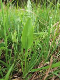 Image result for Ophioglossum vulgatum