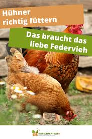 Was Huhn Frisst Und Was Besser Nicht Huhner Futter Huhner Huhnerfutter
