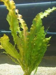 Aponogeton Arrugado Ecured The aponogeton family by karen a. aponogeton arrugado ecured