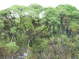 Image result for Nicolasia pedunculata