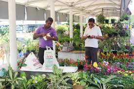Contact our cactus store with questions. The Flower Market Battaramulla Yamu