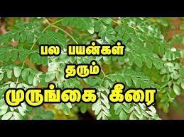 Drumstick Leaves In Tamil Moringa Leaves Youtube Moringa Leaves Moringa Drumstick Leaves Benefits