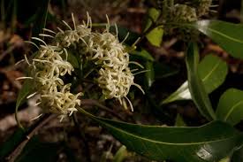 Image result for Coptosperma