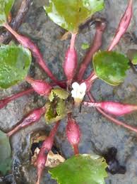 Image result for Trapa natans