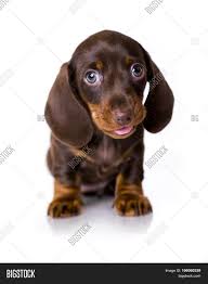 Discover more posts about brown/tan. Puppy Dachshund Brown Image Photo Free Trial Bigstock