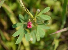 Image result for Indigofera trita