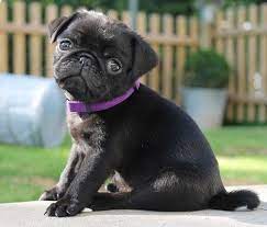 Pug Puppies For Sale Fawn Pug Puppies Black Pug Puppies Visit Website Elegancebestpughome Com Pug Puppies Baby Pugs Cute Pugs